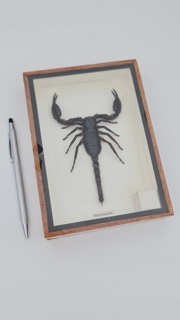 Kahverengi Akrep - Görsel 4