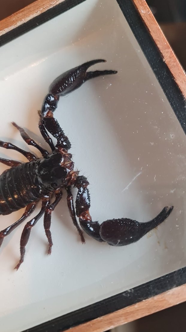 Kahverengi Akrep - Görsel 3