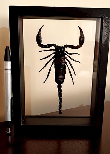 Siyah Akrep - Görsel 4