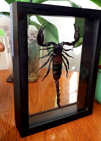 Siyah Akrep - Görsel 6