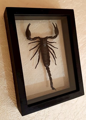 Siyah Akrep - Görsel 2