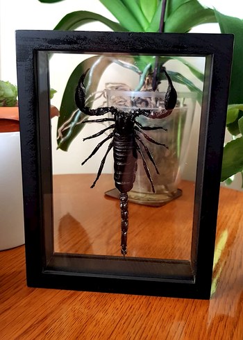 Siyah Akrep - Görsel 5