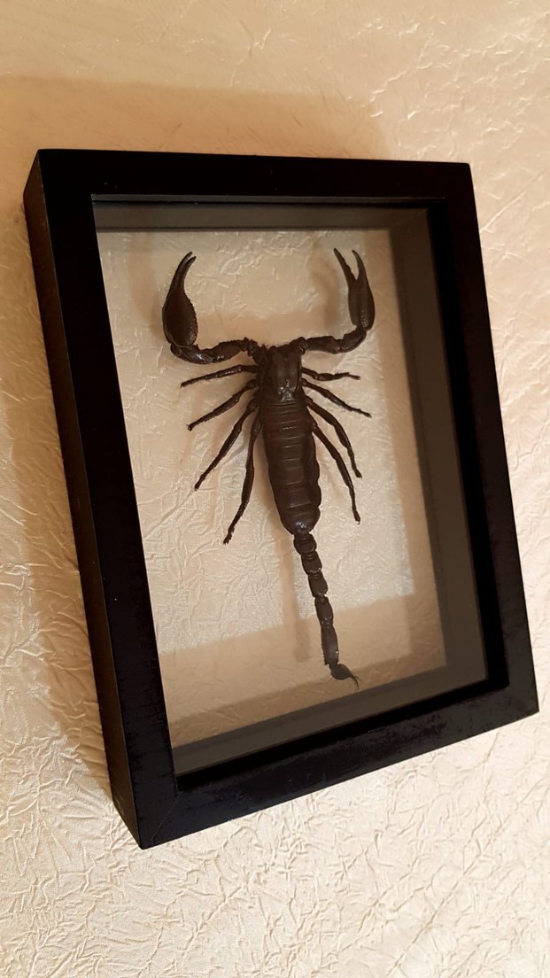 Siyah Akrep - Görsel 2