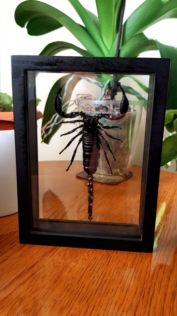 Siyah Akrep - Görsel 5