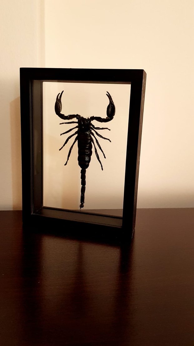 Siyah Akrep - Görsel 3