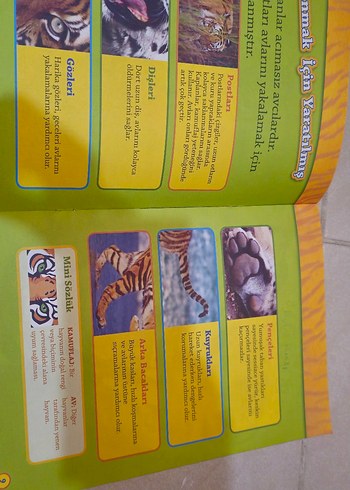 Kaplanlar - National Geographic Çocuk Kitabı - Görsel 2