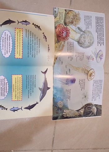 Çocuklar için Dinozor ve Komodo Ejderi Kitapları 2 kitap - Görsel 2