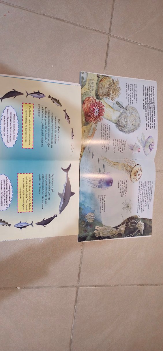 Çocuklar için Dinozor ve Komodo Ejderi Kitapları 2 kitap - Görsel 2