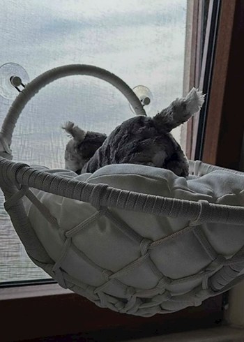 Gri Kedi Penceresi Sepeti - Görsel 3