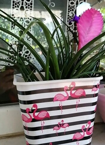Thillandsia, Hava bitkisi
