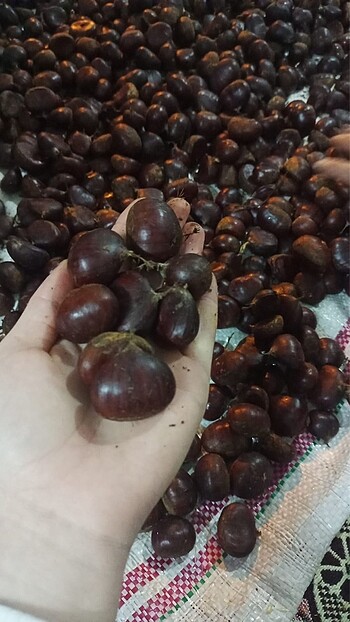 1800 kilo kestane
