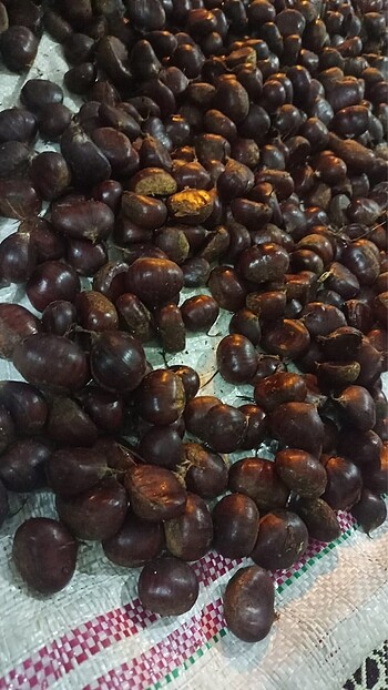 7 kilo kestane