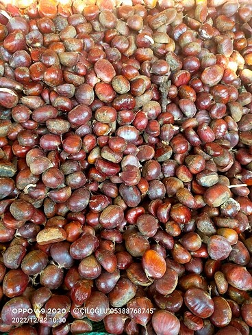 5 kilo kestane