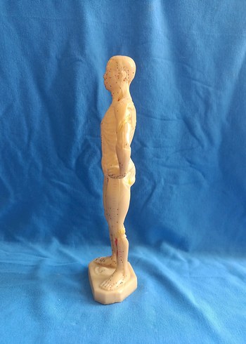 Beden Bej İnsan Anatomisi Aksiyon Figürü