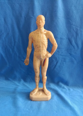 Bej İnsan Anatomisi Aksiyon Figürü