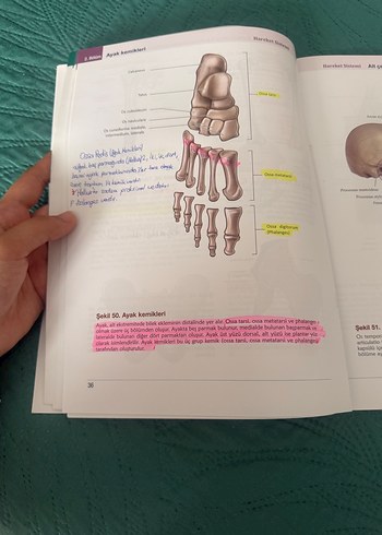 Beden Sistematik İnsan Anatomi Atlası Morton