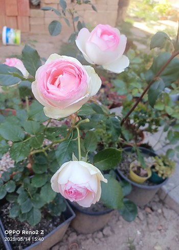 Pastel Pembe Gül Çiçeği