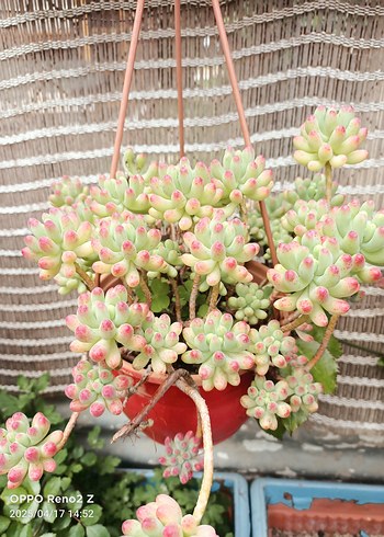 Pastel Pembe Sukulent Saksı