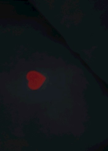 Düğmeli Nakışlı Mavi Kadın Sweatshirt - Görsel 2