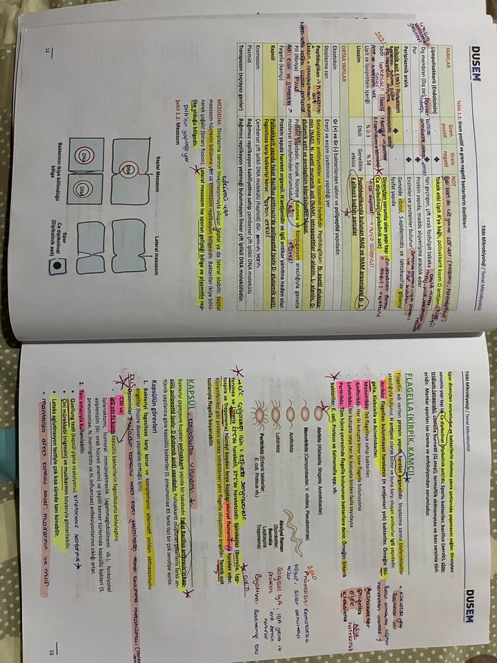 Tıbbi Mikrobiyoloji Kitabı - DUSEM - Görsel 3