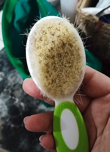 Bebek tarağı  - Görsel 3