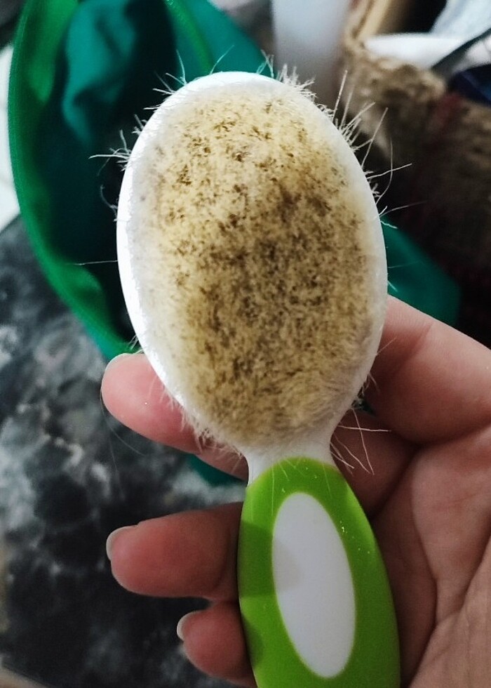 Bebek tarağı  - Görsel 3