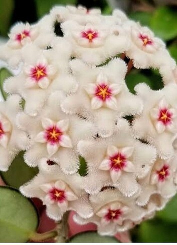  Beden Hoya mum çiçeği 