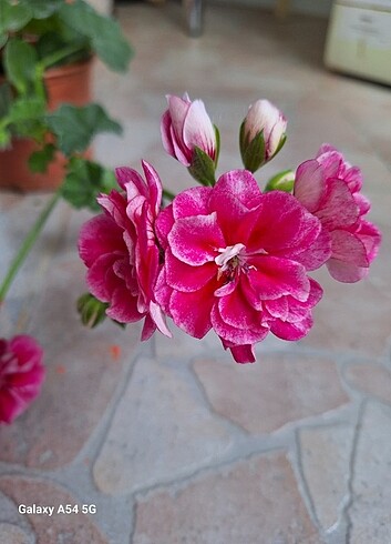 Pelargonium vintage rose