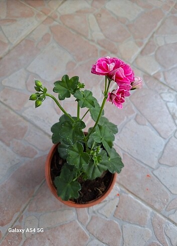 Pelargonium vintage rose