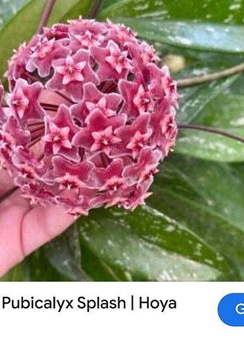 Hoya pubicalyx splash 