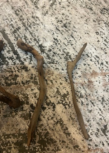 Akvaryum kök - Görsel 2