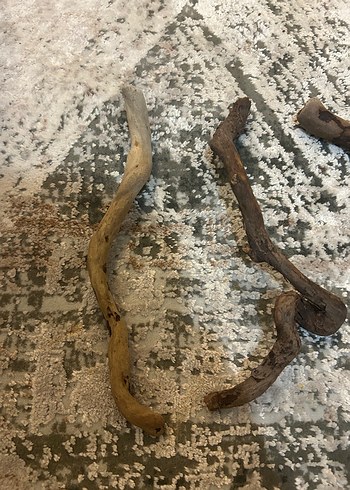 Akvaryum kök - Görsel 3