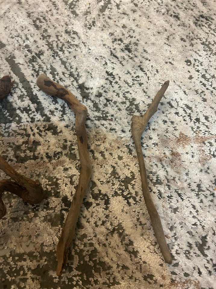 Akvaryum kök - Görsel 2