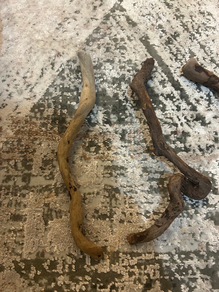 Akvaryum kök - Görsel 3