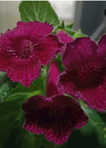 Fts Nare kohleria