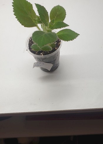 Ikea Fts Nare kohleria