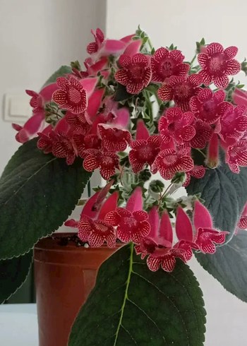 Fts Mihriban kohleria fide.