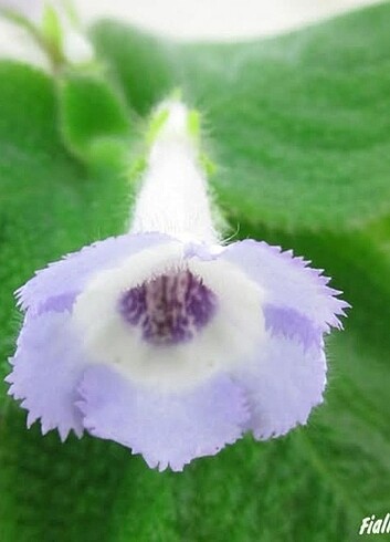 Episcia blue heaven