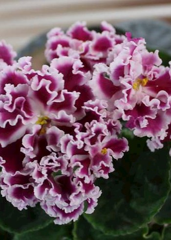 Cins menekşe fide seti 6 adet. - Görsel 6