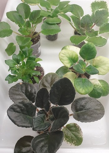 Cins menekşe fide seti 6 adet. - Görsel 2