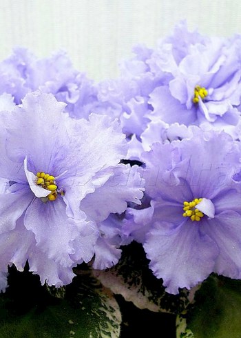 Cins menekşe fide seti 6 adet. - Görsel 3