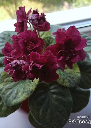 Cins menekşe fide seti 6 adet. - Görsel 5