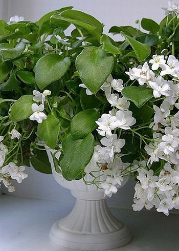 Cins menekşe fide seti 6 adet. - Görsel 7