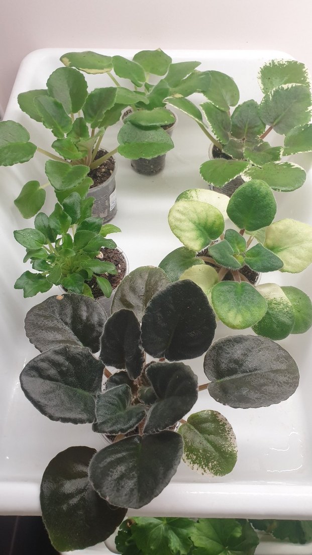 Cins menekşe fide seti 6 adet. - Görsel 2