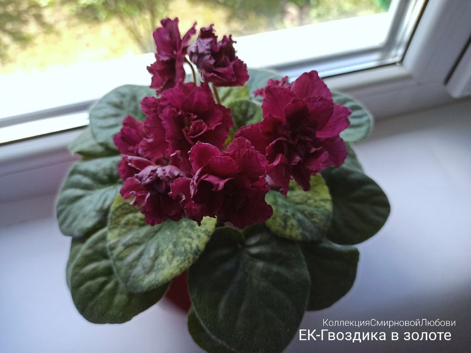 Cins menekşe fide seti 6 adet. - Görsel 5