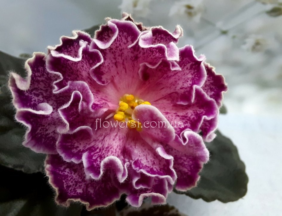 Cins menekşe fide seti 6 adet. - Görsel 4