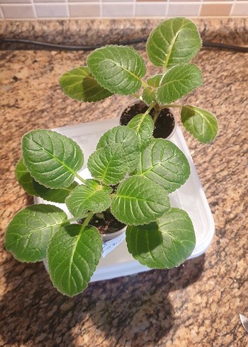 Gloksinya 2li set - Görsel 2