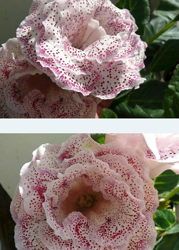 Gloksinya 2li set - Görsel 3