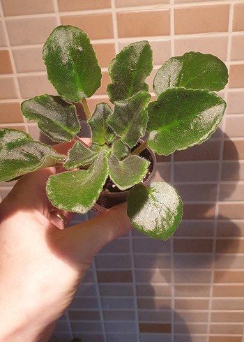 Cins menekşe, fide. - Görsel 2