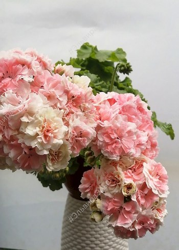 Iv-Eho Lyubvi sardunya - Görsel 3